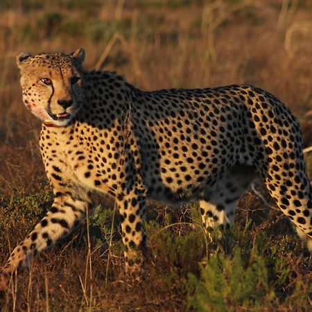 Hlosi Game Lodge - Amakhala Game Reserve Buyskloof Eksteriør billede