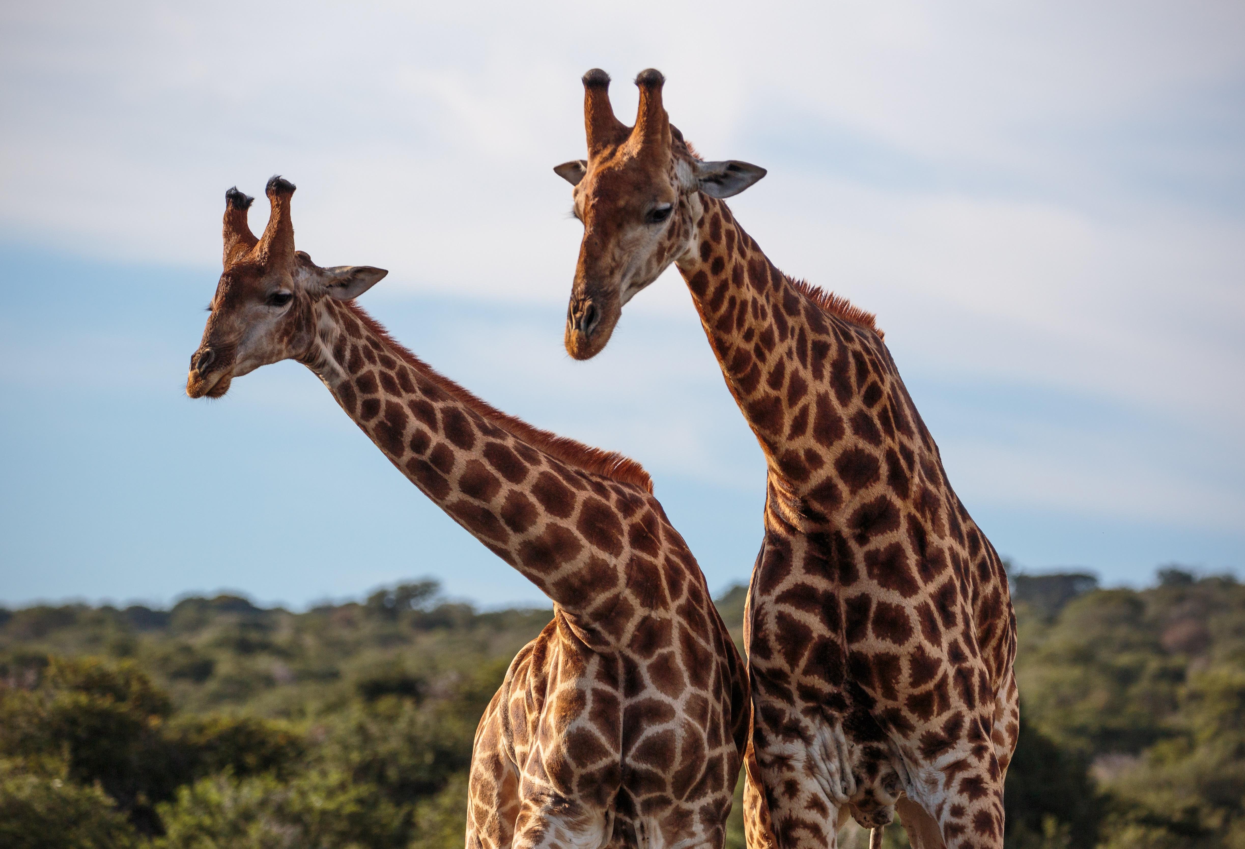 Hlosi Game Lodge - Amakhala Game Reserve Buyskloof Eksteriør billede