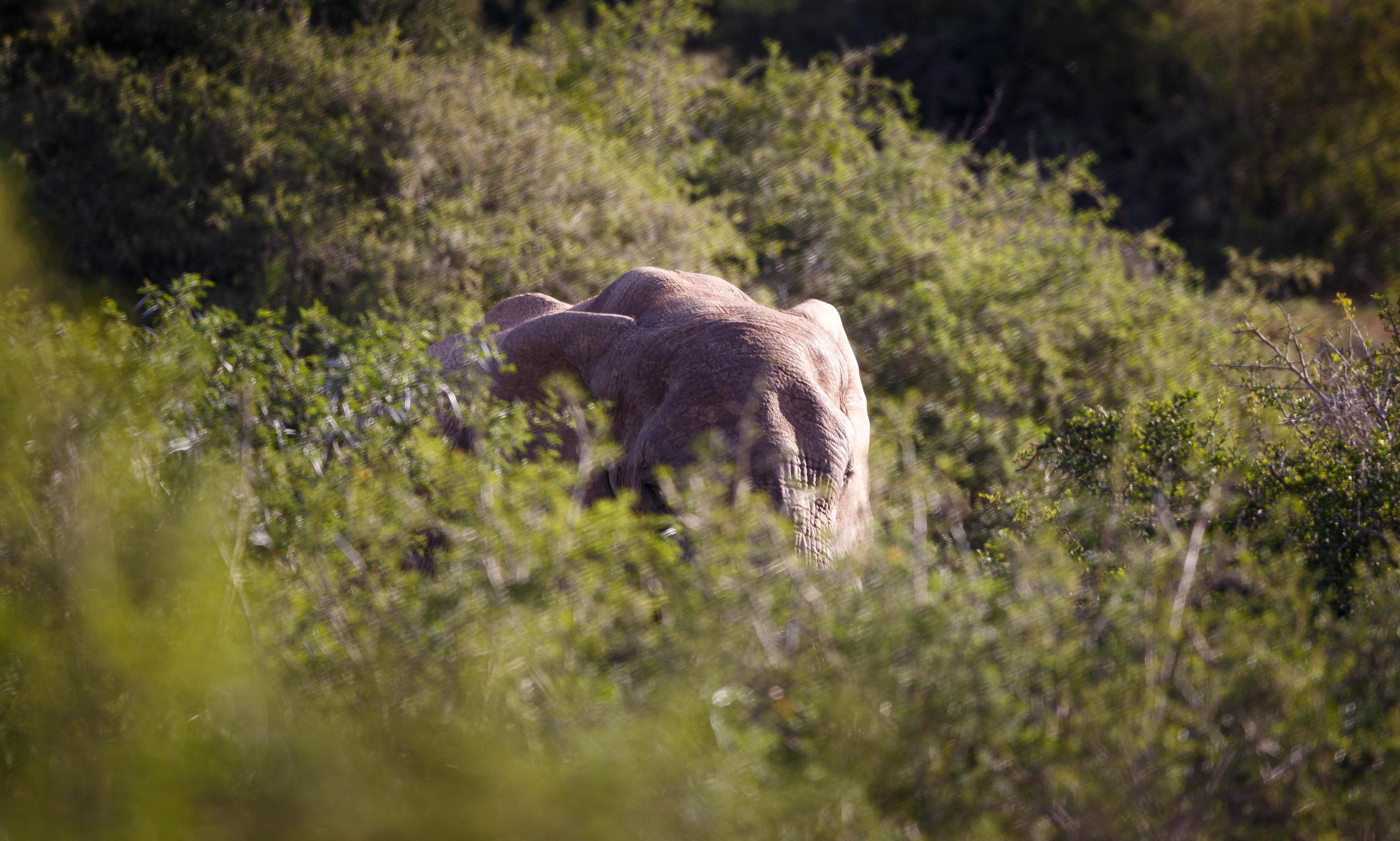 Hlosi Game Lodge - Amakhala Game Reserve Buyskloof Eksteriør billede