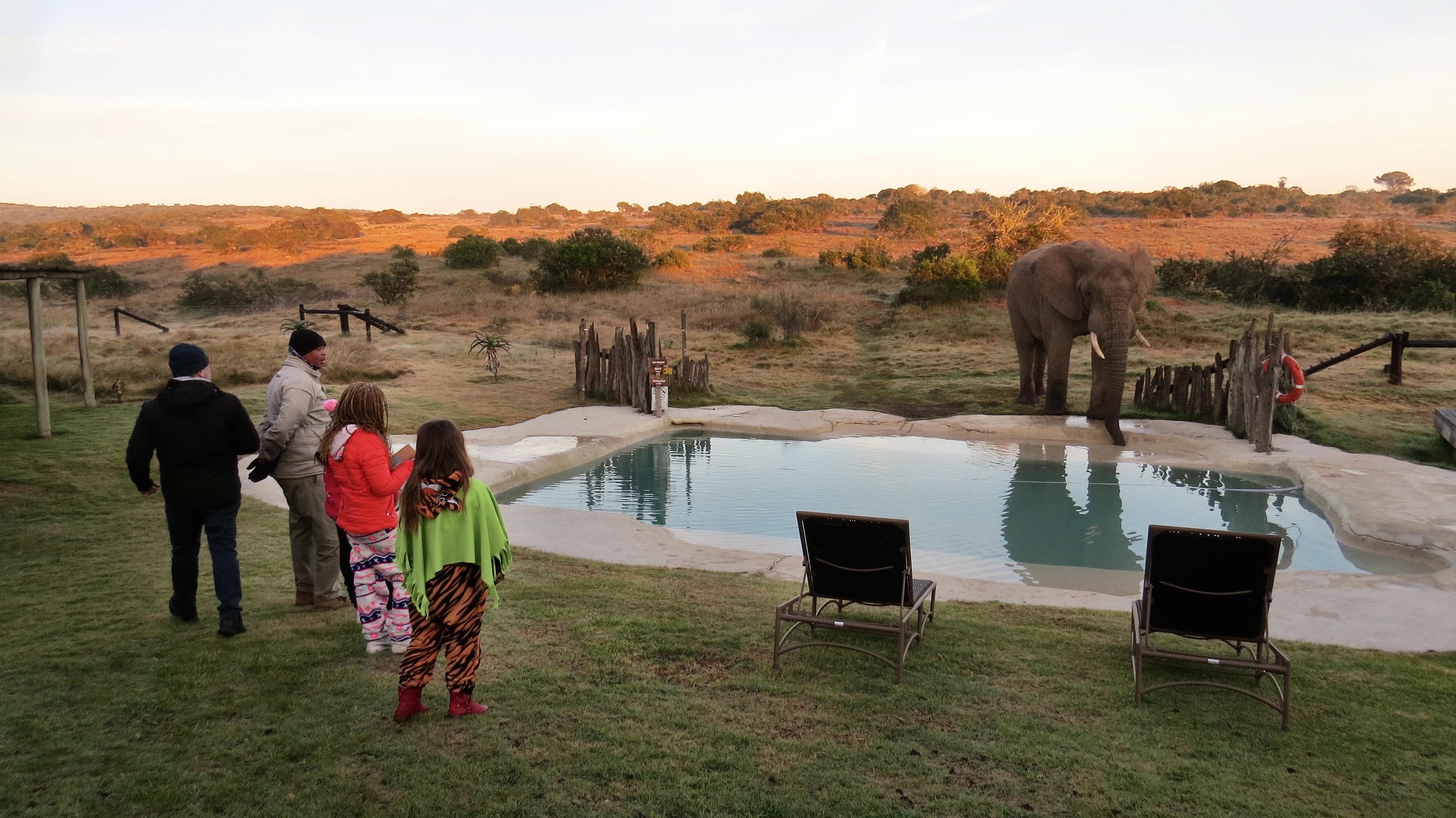 Hlosi Game Lodge - Amakhala Game Reserve Buyskloof Eksteriør billede