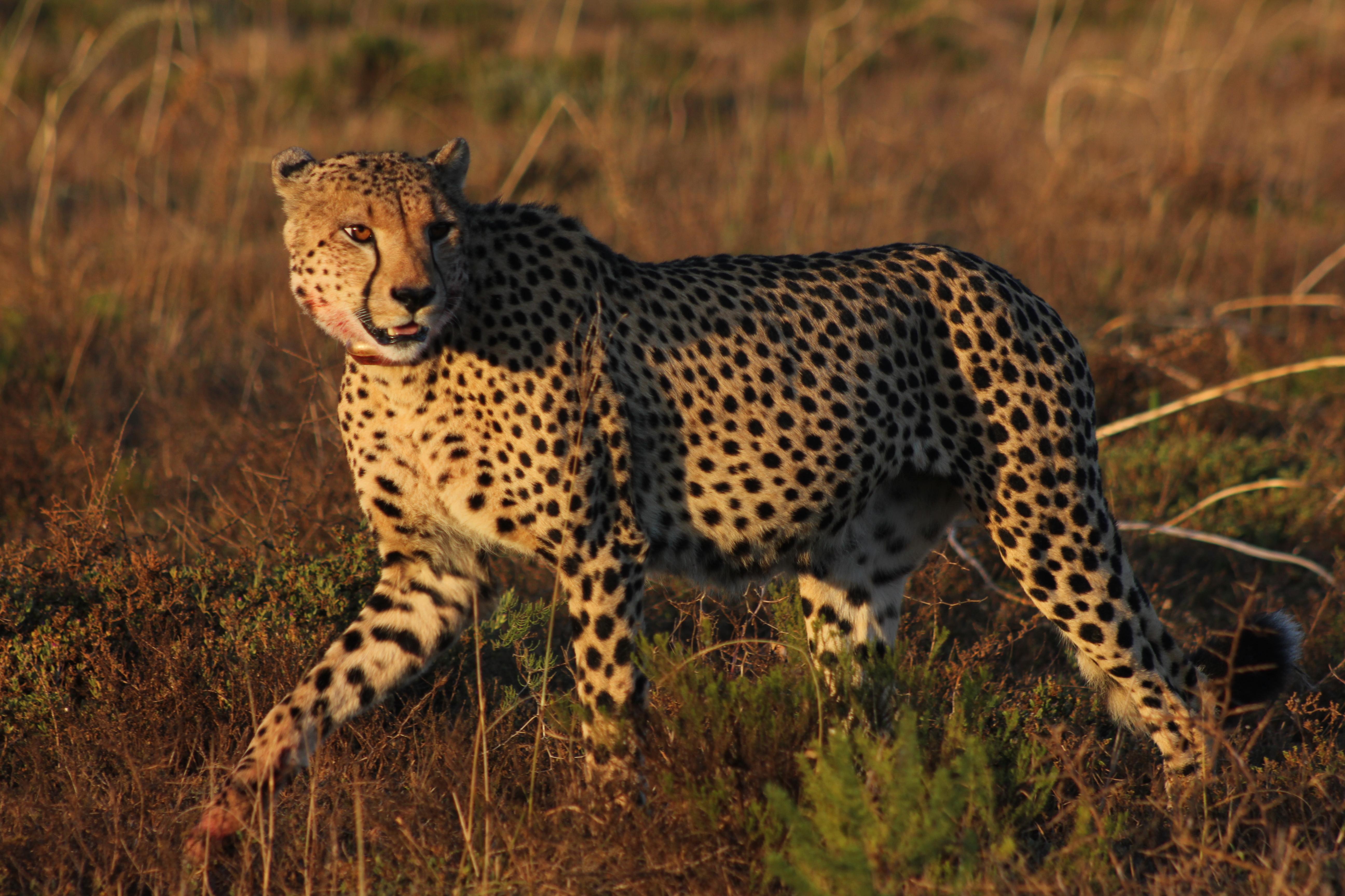 Hlosi Game Lodge - Amakhala Game Reserve Buyskloof Eksteriør billede