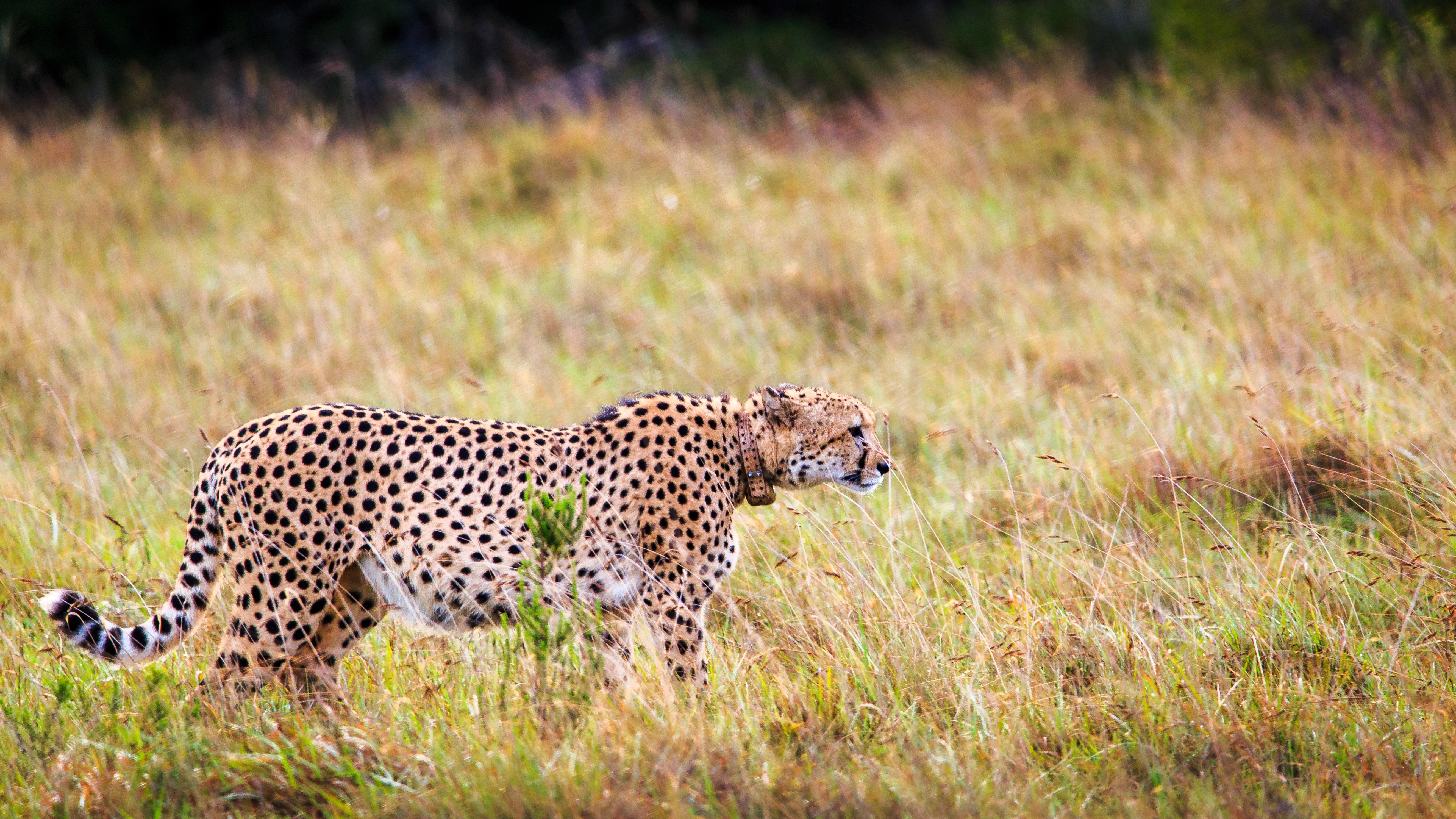 Hlosi Game Lodge - Amakhala Game Reserve Buyskloof Eksteriør billede
