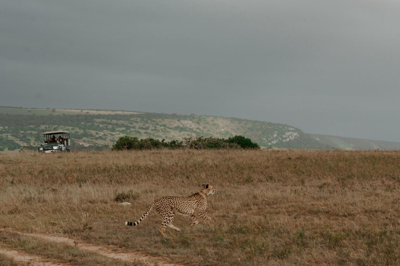 Hlosi Game Lodge - Amakhala Game Reserve Buyskloof Eksteriør billede