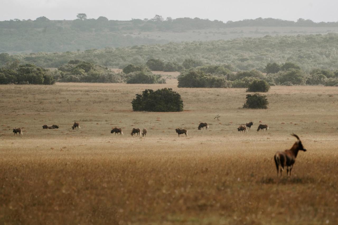 Hlosi Game Lodge - Amakhala Game Reserve Buyskloof Eksteriør billede